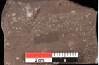 Foto (Detailansicht) von Graminea ? sp.  (NHMW-GEO-2024-0188-0391)